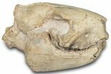 Fossil Oreodont (Merycoidodon) Skull - South Dakota #285130-1